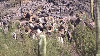 Primera Liberacion de Borrego Cimarron en Sierra del Chino [upl. by Akcemat]