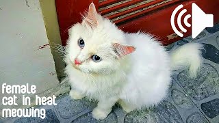 FEMALE CAT IN HEAT MEOWING TO MALE  PRANK YOUR PETS [upl. by Libna]