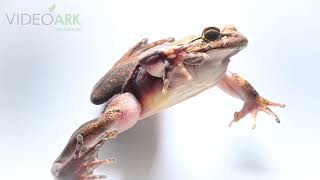 A hairy frog Trichobatrachus robustus from a private collection [upl. by Augie]