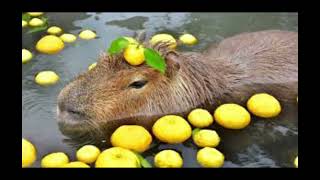 Capybara song 🎵 [upl. by Tteraj]