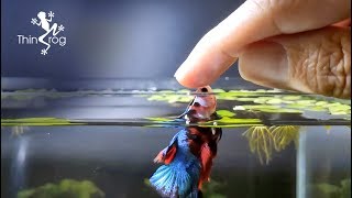 Betta Fish Male VS Female in High Jump [upl. by Behnken]