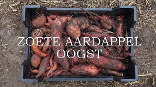 Zoete aardappel oogst [upl. by Poree]