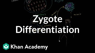 Zygote differentiating into somatic and germ cells  MCAT  Khan Academy [upl. by Bultman]