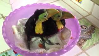 Baby rescued toucans [upl. by Harrington]