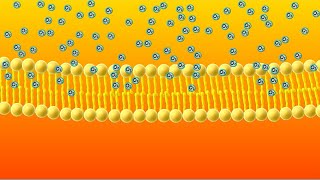 Diffusion Animation [upl. by Getraer]