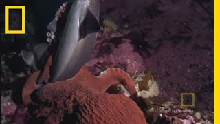 Octopus Kills Shark  National Geographic [upl. by Luar]