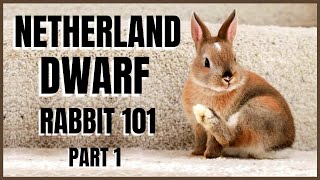 Netherland Dwarf Rabbit 101 Part 1 [upl. by Akinahs513]