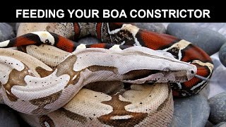 Feeding Your Boa Constrictor [upl. by Zippel]