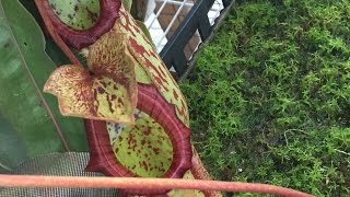 EASY TO GROW NEPENTHES MIRANDA TROPICAL PITCHER PLANT [upl. by Sidonnie43]