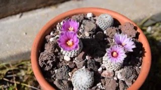 Turbinicarpus valdezianus [upl. by Caldwell]