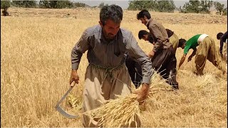 Nomadic life in Iran Harvesting wheat by hand [upl. by Ainel]