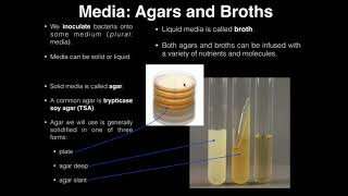 Lab Exercise 1 Introduction to Microbiology [upl. by Flem529]