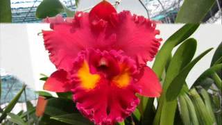 Cattleya Orchid Collection [upl. by Tima962]