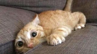 Funniest Scaredy Cats Compilation [upl. by Araminta]