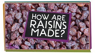 How Are Raisins Made [upl. by Jessy117]