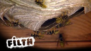 How To Remove A Wasps Nest  Whats Inside [upl. by Danit]