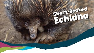 Keeper Talk  ShortBeaked Echidna [upl. by Ledda]