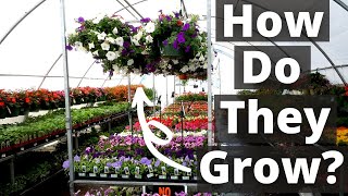 How Plants Are Grown In A Nursery for maximum profit [upl. by Evette]