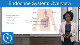 Nervous and Endocrine Systems  Biology [upl. by Maurreen]