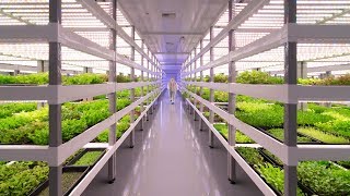 Growing Up How Vertical Farming Works [upl. by Moskow]