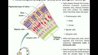 Anatomy  Vision Part 1  Retina Photoreceptors Bipolar Cells amp Ganglion Cells [upl. by Eded]