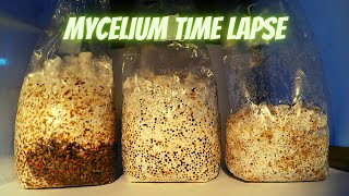 Mycelium Time Lapse [upl. by Enahpets]