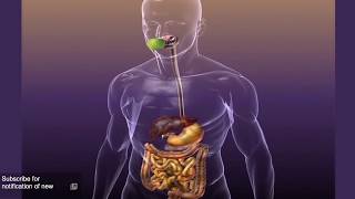 Metformin Part 2 How Does it Work [upl. by Bertina]