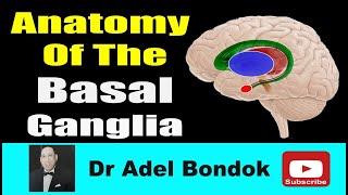 Anatomy of the Basal Ganglia Dr Adel Bondok [upl. by Slerahc61]