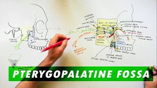 Pterygopalatine Fossa  Boundaries Communications amp Contents [upl. by Steel]