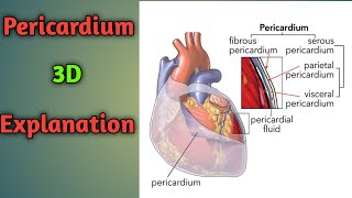 Pericardium Anatomy  Heart Pericardium  Pericardium Anatomy 3D [upl. by Chickie]