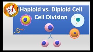 Haploid vs Diploid cell and Cell division [upl. by Sumedocin]