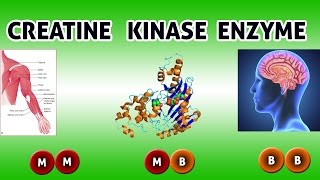 CREATINE KINASE Enzyme  Clear Over View [upl. by Belanger]