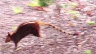 Tree Kangaroo jumps from tree and hops away [upl. by Valonia]