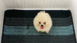 Adopt Small Teacup Pomeranian Puppies White  MR PET 22 [upl. by Hollie]