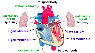 The Circulatory System Part 1 The Heart [upl. by Nodnerb245]