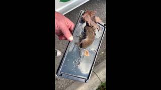 Why You Should Never Use Glue Traps For Mice [upl. by Laamaj]