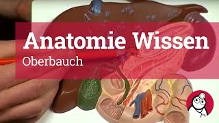 AnatomieWissen Oberbauch [upl. by Bronwyn570]