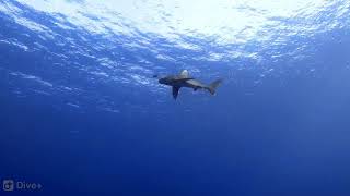 The original footage of Nov 2018 longomanus shark attack  Brothers IslandRed Sea [upl. by Henni]