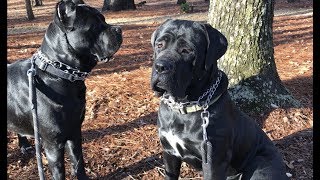 Two gorgeous examples of a Cane Corso [upl. by Kingsbury]