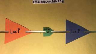 The CreLox Recombination System Excision [upl. by Oicnoel]