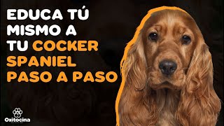 7 CONSEJOS PARA ENTRENAR A TU COCKER SPANIEL [upl. by Mayhew118]