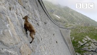 The incredible ibex defies gravity and climbs a dam  Forces of Nature with Brian Cox  BBC [upl. by Ayekram]