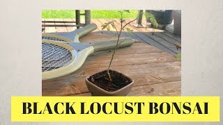 Creating A Bonsai Black Locust [upl. by Canice]