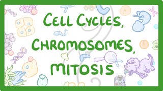 GCSE Biology  Cell cycles Chromosomes amp Mitosis 69 [upl. by Cupo]