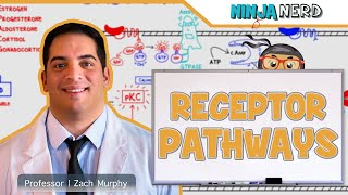 Endocrinology  Receptor Pathways [upl. by Jaban459]