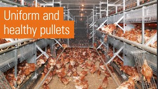 Efficient egg production in laying aviaries  NATURA rearing [upl. by Ardnuasal678]