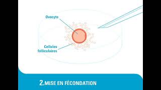 La fécondation in vitro FIV [upl. by Nertie]