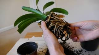 Clivia Repotting [upl. by Joceline]