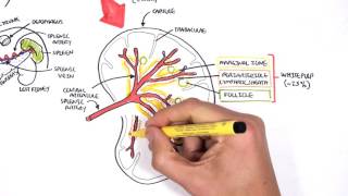 Spleen Anatomy and Physiology [upl. by Enale]