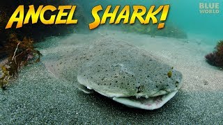 Natures Perfect Ambush Predator The Angel shark [upl. by Ahseek]